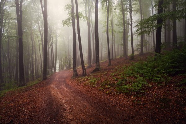 The road in the forest in the early morning