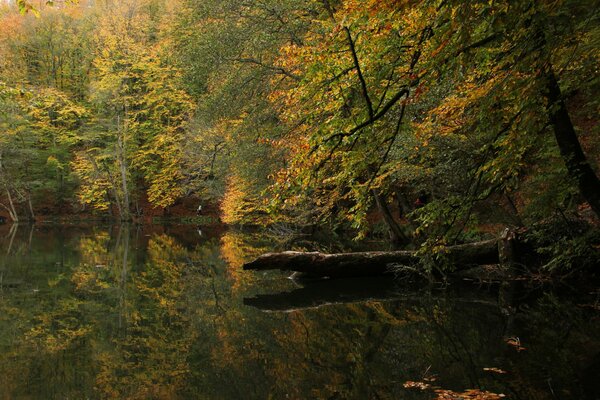 Bosque de otoño y lago en Turquía