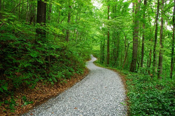 Camino estrecho en el bosque