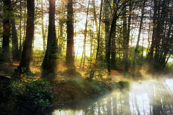 Morgen im nebligen Wald