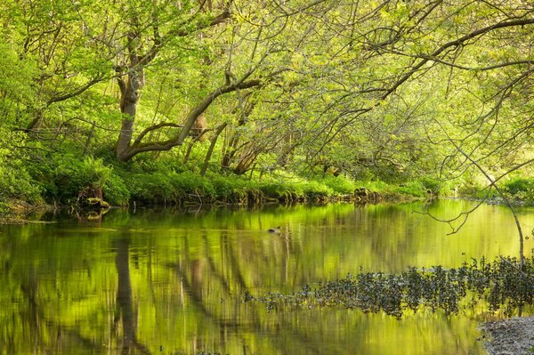 Photo of a forest with a lake in spring