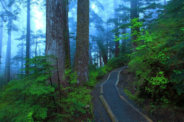 Sentiero nel parco nel mezzo di una foresta nebbiosa