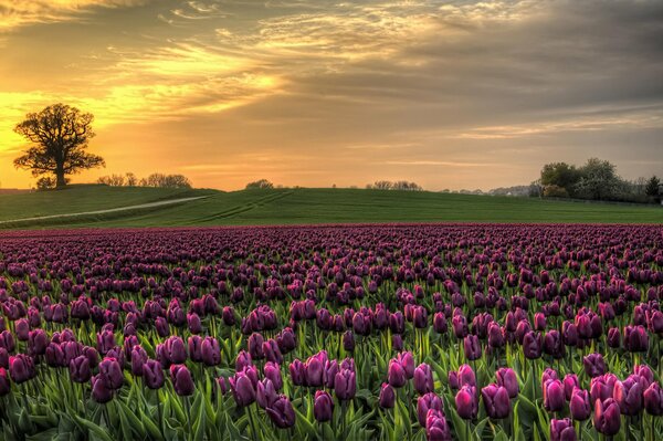 Puesta de sol en el contexto de los tulipanes daneses