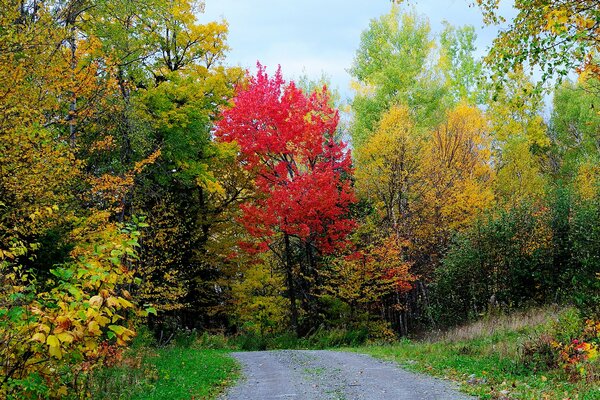 Herbststraße für gemächliche Spaziergänge