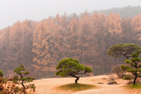 Herbstliche japanische Kiefern im Nebel