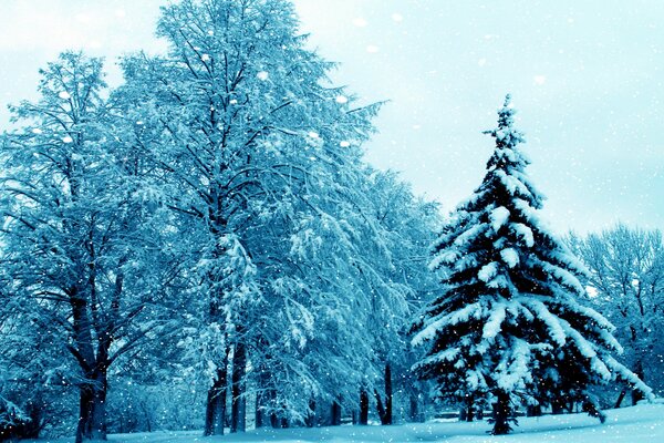 El invierno llegó con nieve y escarcha