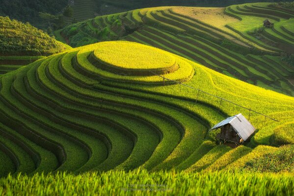 Piantagioni verdi a più stadi sulla collina