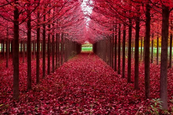 Herbstbäume. Purpurrote Blätter