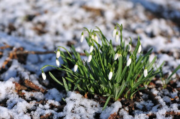 Schneeglöckchen im Schnee von der Sonne überflutet