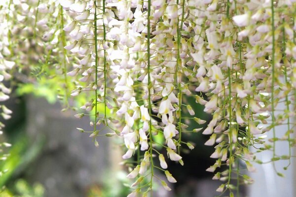 Frühlingsblüte der weißen Glyzinien