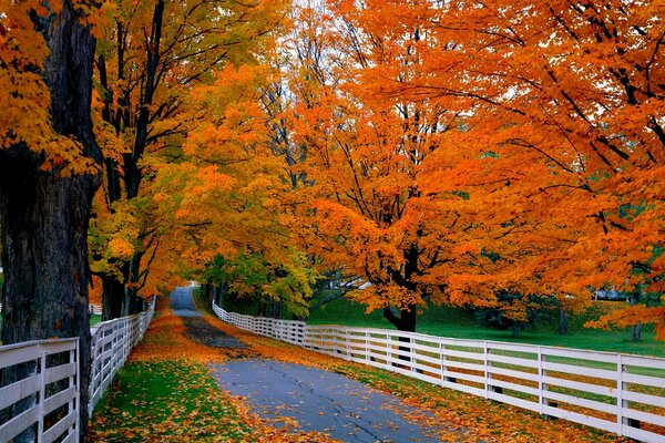 The road along the incredible autumn beauty