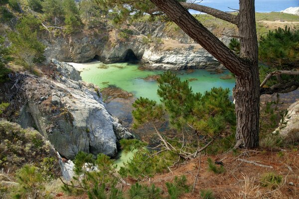 A lonely tree against the background of a cliff and the sea