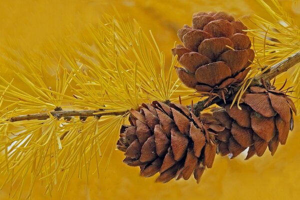 Braune Zapfen auf gelber Lärche