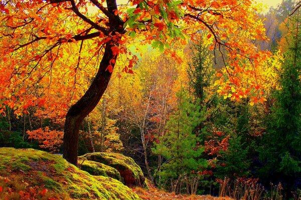 Gelbe Bäume im Herbst im Wald