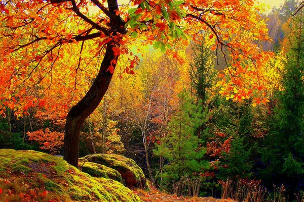 Árboles amarillos en otoño en el bosque