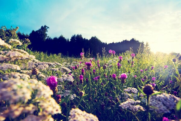 Sommerwiese. bunte Blumen