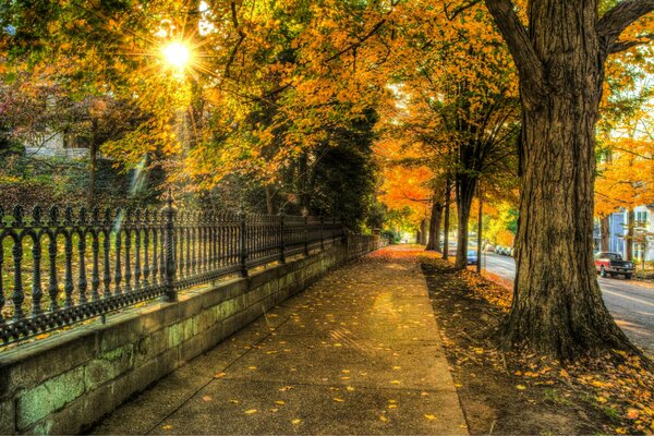 Sonnenstrahlen und Herbstpark