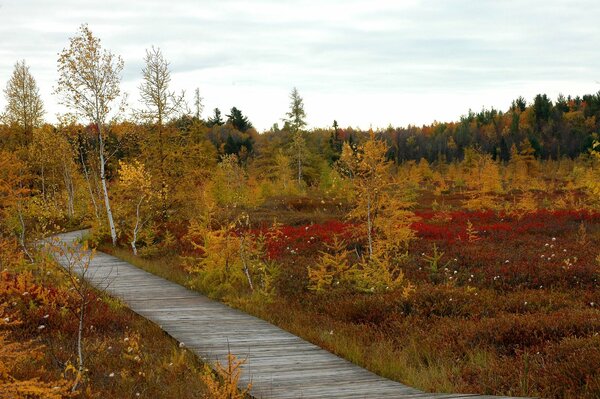 Pista en el bosque de otoño en gati