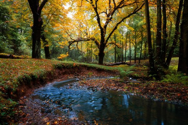 Lesna river. Nature and autumn