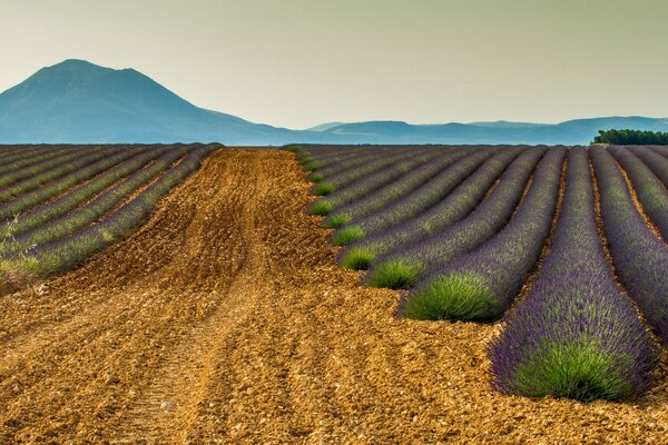 Ein riesiges Lavendelfeld und ein Berg