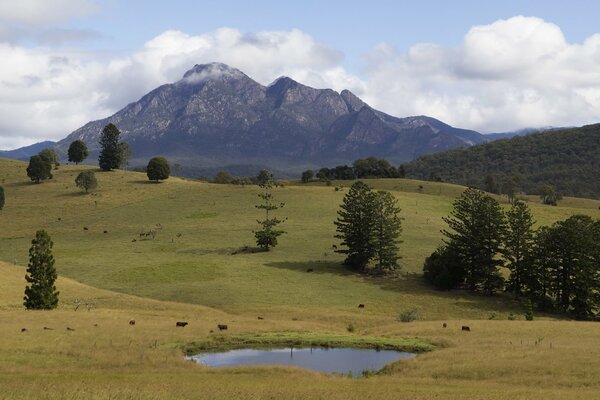 Prati di montagna con alberi e Lago