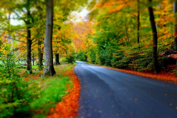 Camino a través del bosque de otoño, paisaje