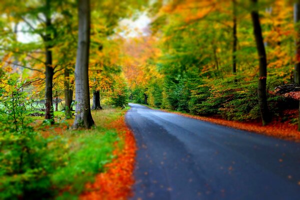 Дорога через осенний лес, пейзаж