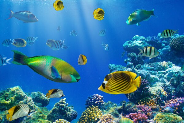 Underwater world and fish diversity