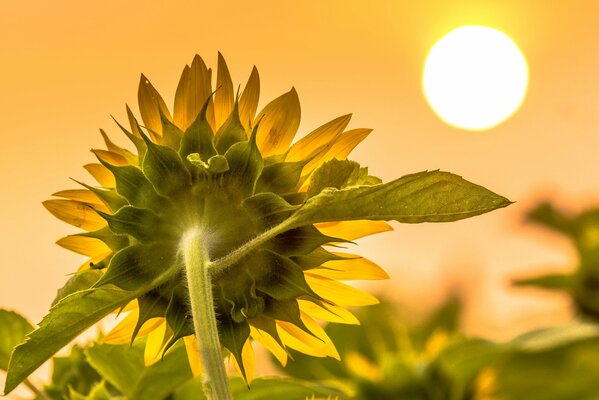 Sunflower looks at the sun