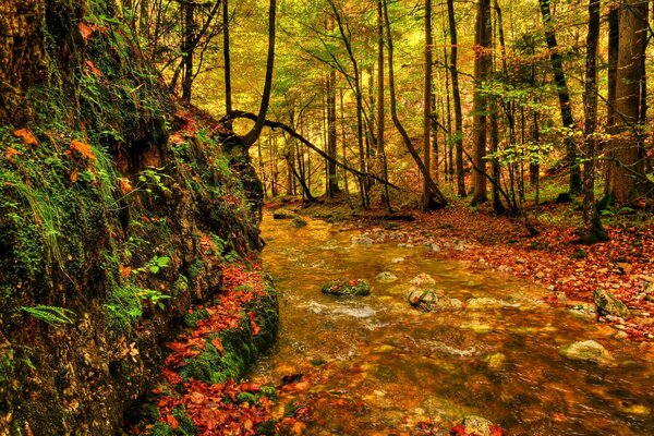 Foresta autunnale, fogliame giallo