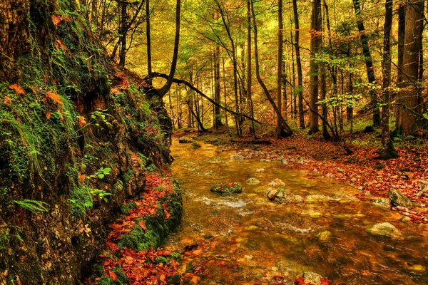 Осенний лес, жёлтая листва