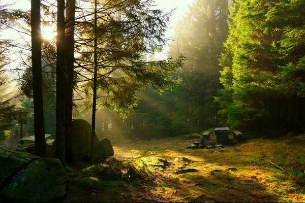 Picnic at sunset in a coniferous forest