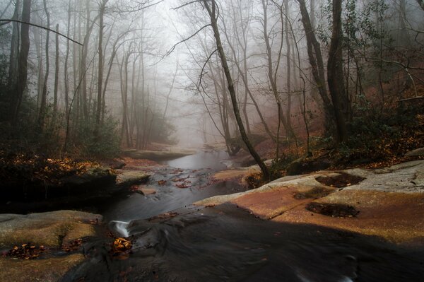 La niebla de la tarde se extiende a lo largo de un arroyo en el bosque de otoño