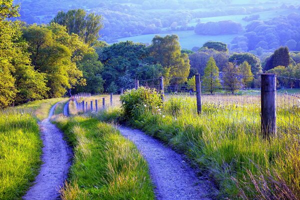 Paysage rustique, herbe verte, route, bosquet