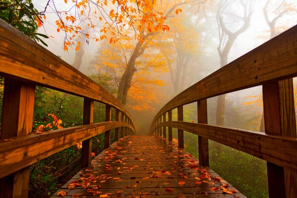 Wooden bridge in autumn nature