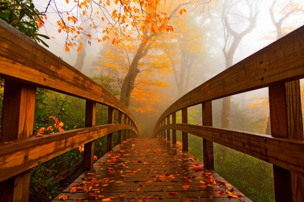 Ponte di legno nella natura autunnale