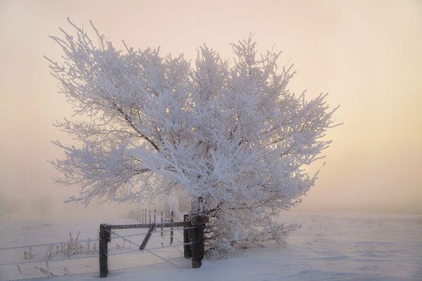 Дерево в инее зимой у забора