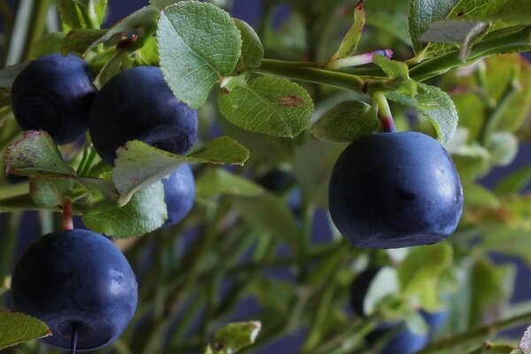 Para recoger una gran cantidad de arándanos se necesita un cultivador