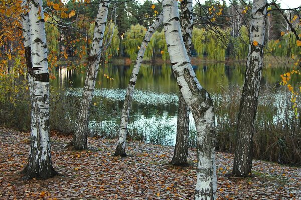 Abedules en el lago en otoño