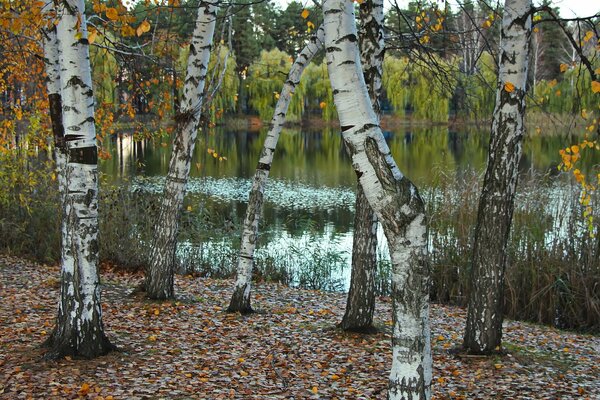 Betulle vicino al lago in autunno