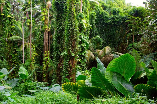 Green foliage in the jungle