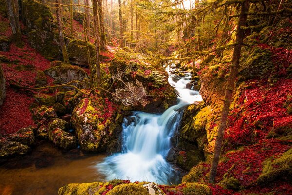 Autumn trees with a waterfall in the forest