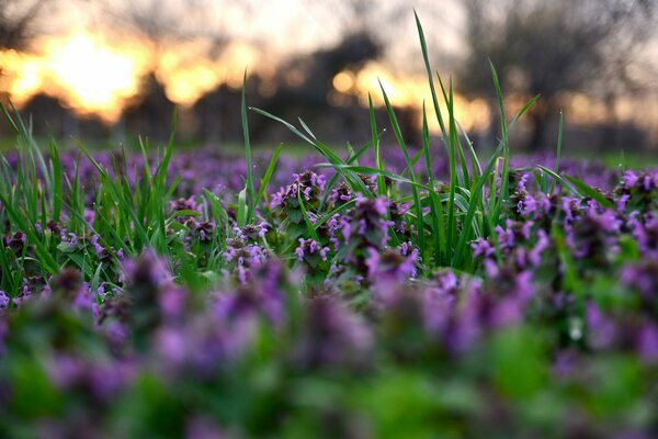 Grass and flowers blooming in spring