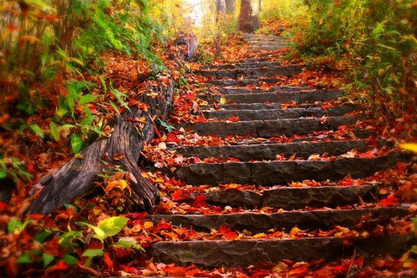 Escalera con hojas en el bosque de otoño