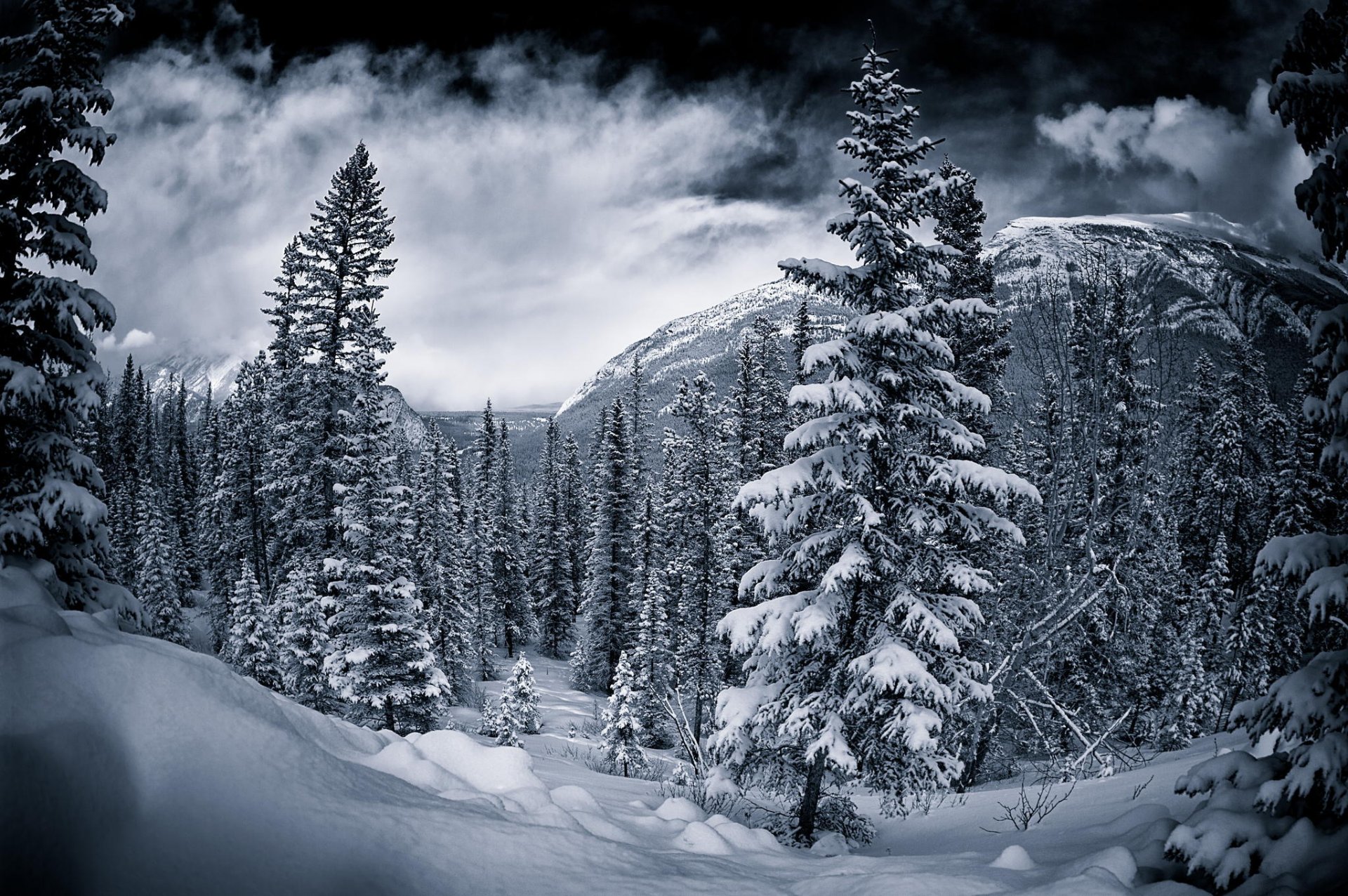 canada hiver.arbres chb