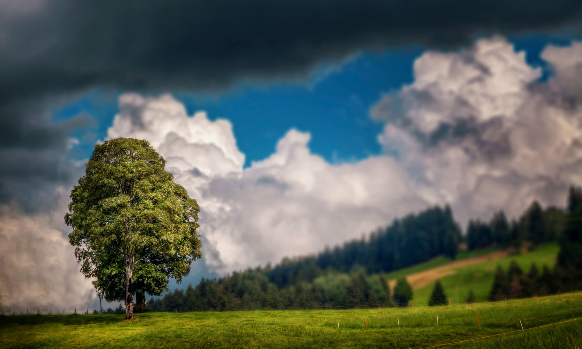 árbol cielo nubes nubes procesamiento