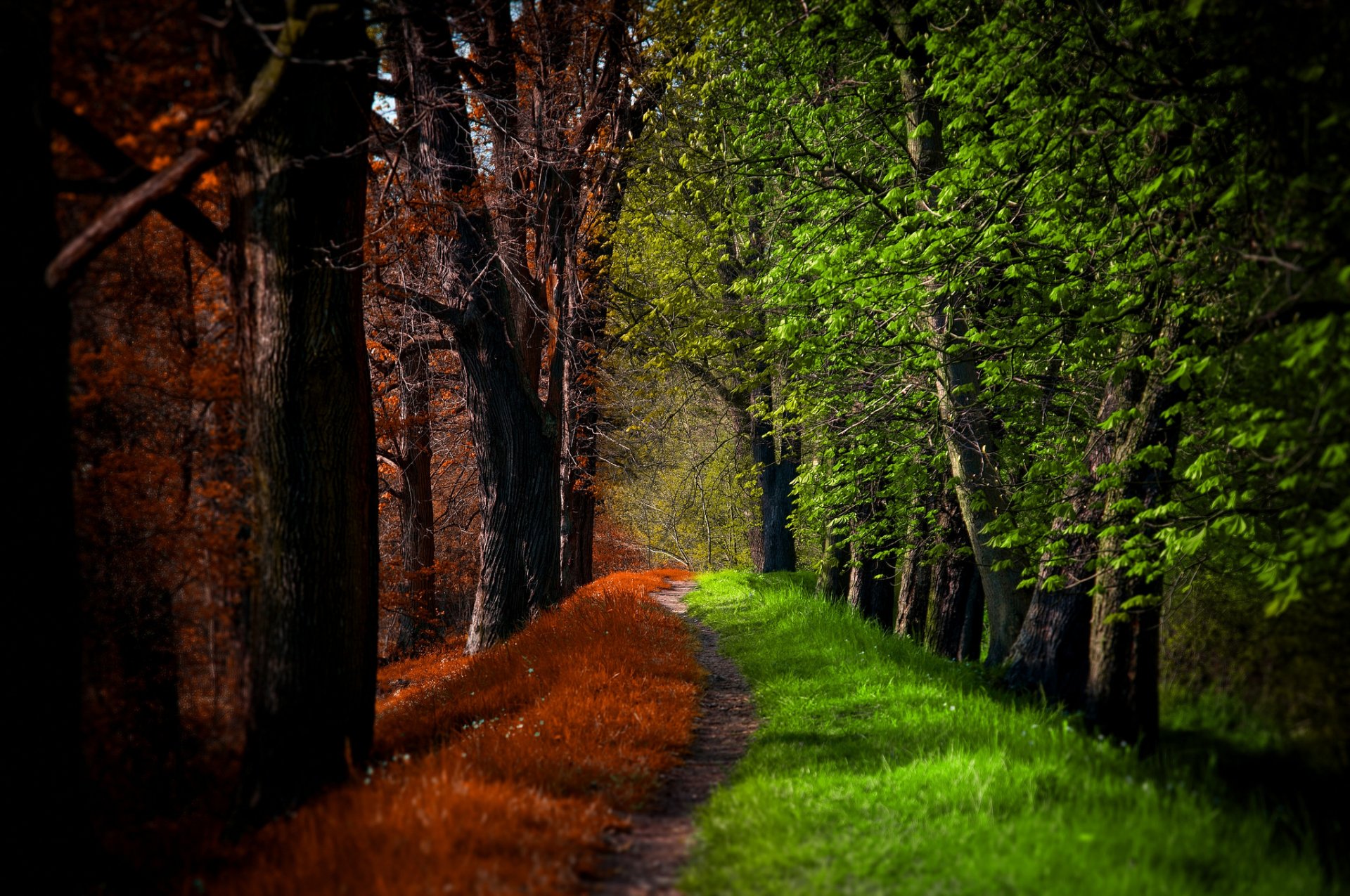 natura autunno caduta primavera foresta parco alberi strada passeggiata foglie primavera