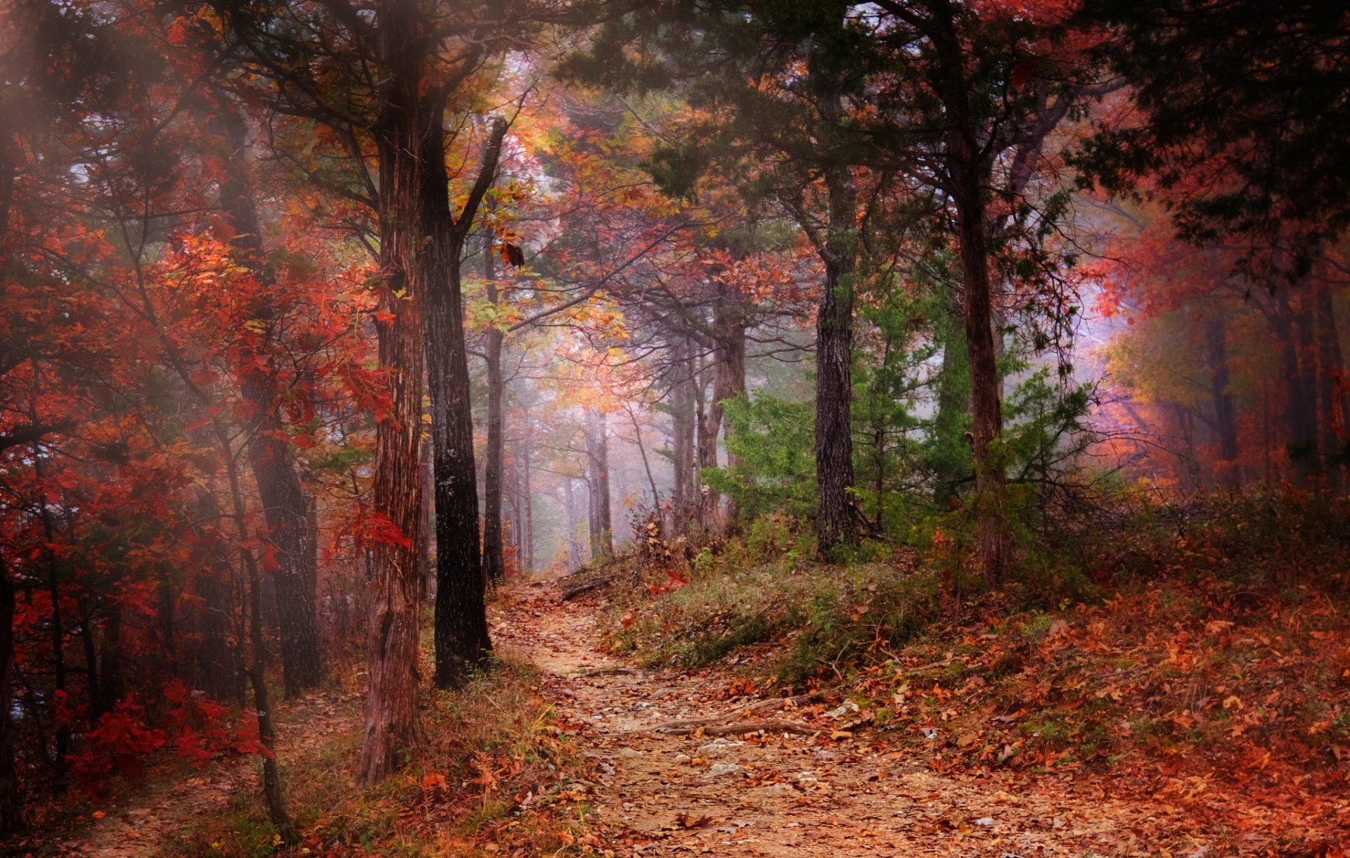 forest autumn tree foliage fog path nature flower