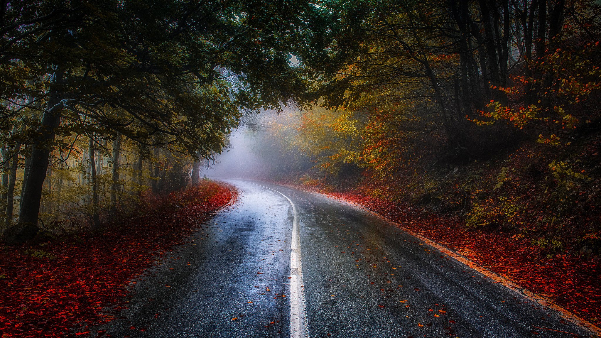 natura foresta parco alberi foglie colorato strada autunno caduta colori passeggiata