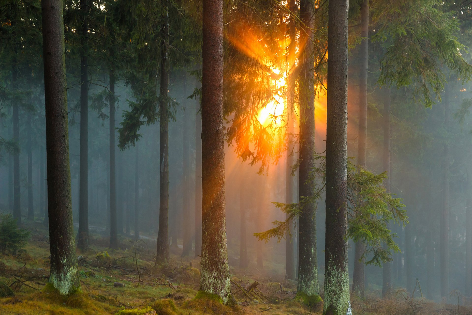 niemcy las drzewa iglaki mgła słońce promienie natura